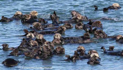 Sea Otter Adaptations: How These Marine Mammals Thrive in Their Environment - Sea Otter ...