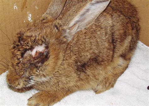 Rabbit diseases | The Pet Vet