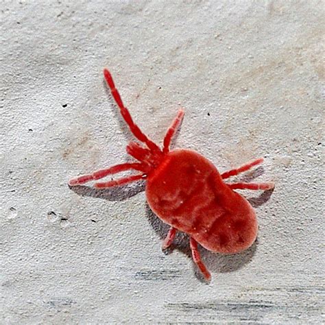 Water Spider Red Velvet