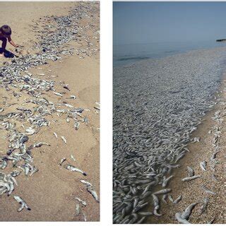 Gobies on the Berdyansk beaches (photo http://www.brd24.com ...