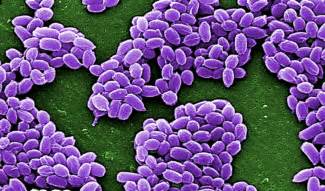 CDC Investigates Live Anthrax Shipments | 88.5 WFDD