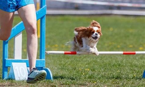 Best Dog Agility Jumps for Official Training (AKC) or Home Exercise