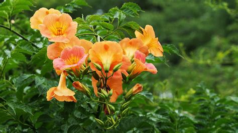 Mastering Trumpet Vine Pruning: A Comprehensive Guide | Earthy Botanicals