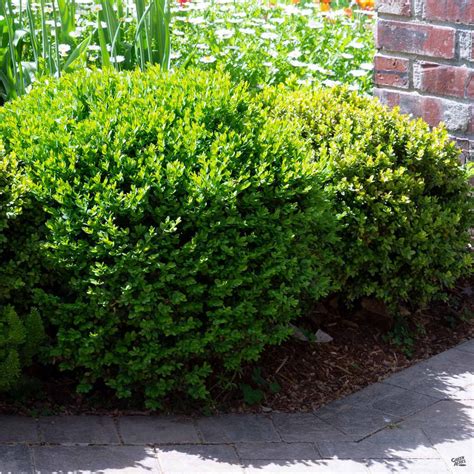 Dwarf English Boxwood — Green Acres Nursery & Supply