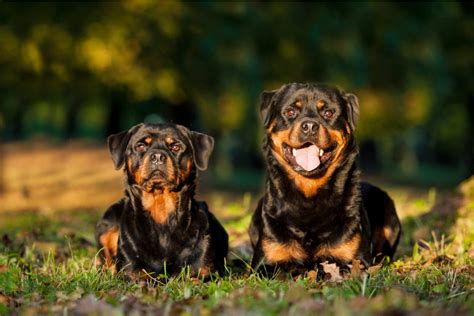 Everything You Wanted To Know About Female Rottweilers