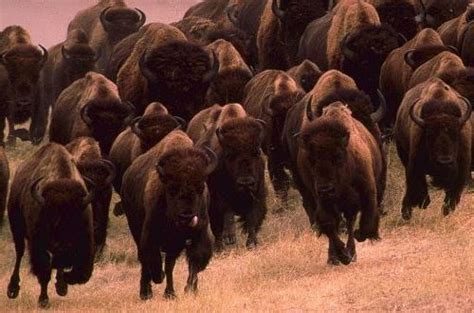 Herd of bison - Wander Lord