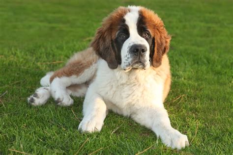 Saint Bernard Personality Traits & Facts | Great Pet Care