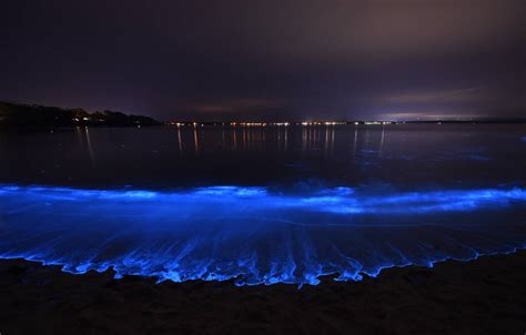 Jervis Bay at its best as bioluminescence puts on a show | South Coast ...