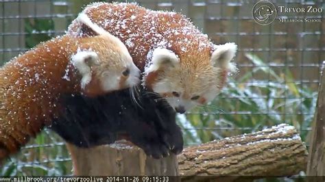 Red Pandas playing in the Snow - December 2014 - YouTube