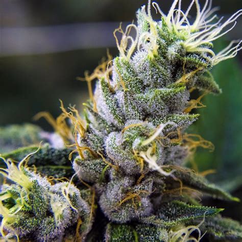 Fire OG Strain & Flower Information - Remedy Cannabis