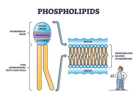 10 Reasons Why Phospholipids Are Important - The Important Site