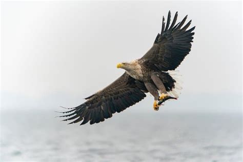 10 White-Tailed Eagle Facts - Fact Animal