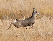 Mule deer - Wikipedia