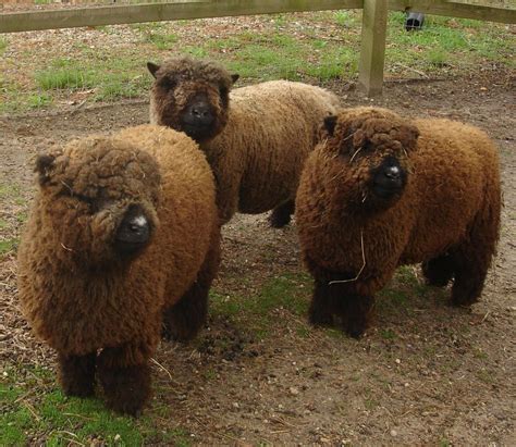 brown sheep - They look like fluffy stuffed animals | Babydoll sheep, Sheep breeds, Cute sheep