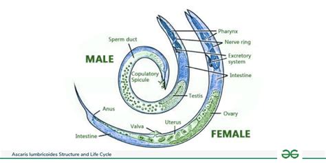 Ascaris lumbricoides - Diagram, Structure, & Life Cycle GeeksforGeeks