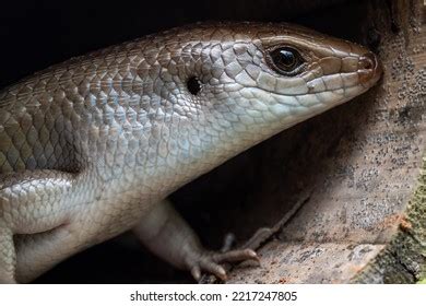 Garden Lizards One Most Common Types Stock Photo 2217247805 | Shutterstock