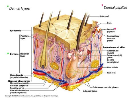 PPT - The Integumentary System PowerPoint Presentation, free download ...