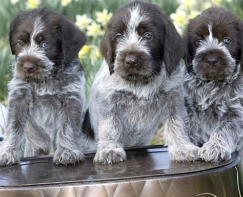 Wirehaired Pointing Griffon Dog Breed Information, Images, Characteristics, Health