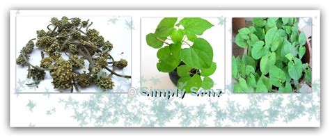 Simply Senz: Shi Shang Bo herbal Home Remedies for Nasal Syndrome
