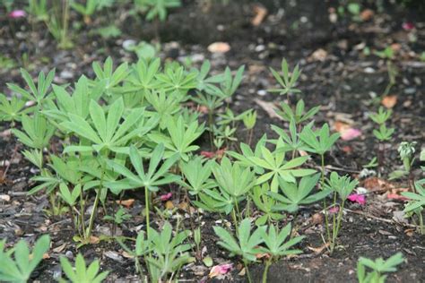 Perennial Lupine seedling | Perennials, Seedlings, Plants