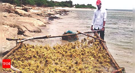 Central: Big Push For Seaweed Cultivation In Ap | Visakhapatnam News ...