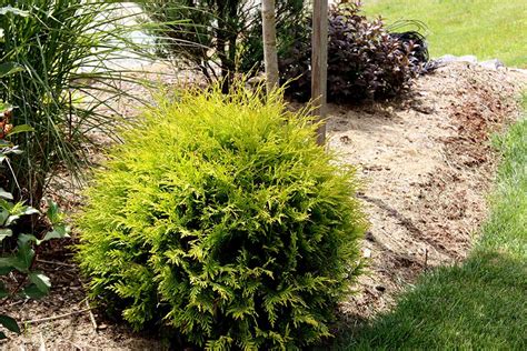 Golden Globe Dwarf Arborvitae ( Thuja ) | New Life Nursery