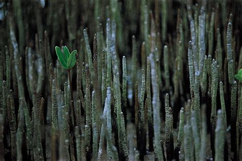 Avicennia | Mangrove Genus, Salt-Tolerant Trees | Britannica