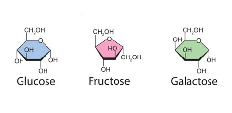 Monosaccharide, disaccharide, and polysaccharide Quiz | Attempts: 1192 - Trivia & Questions