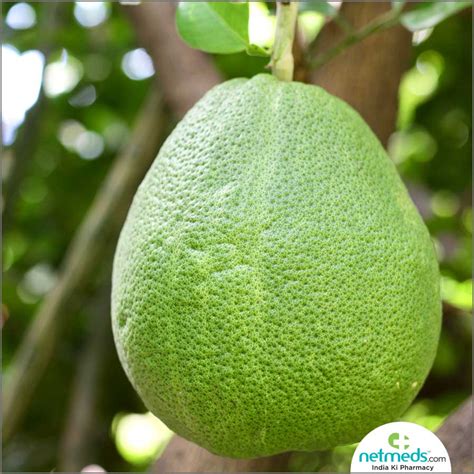 Pomelo: Health Benefits, Nutrition, Uses For Skin And Hair, Recipes, Side Effects