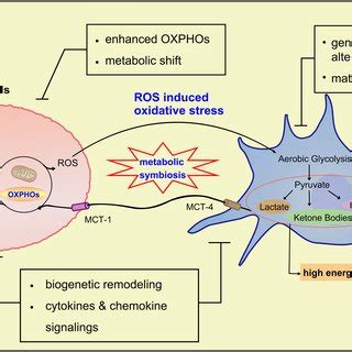 Oxidative stress-mechanism in the reverse Warburg effect. Reactive... | Download Scientific Diagram