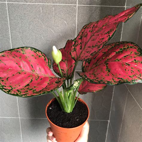 Aglaonema Red Plant (indoor and outdoor), Gardening, Plants on Carousell