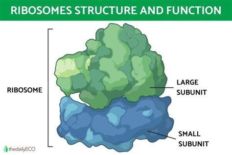 Ribosomes Structure and Function in Biology - Definition With Diagrams