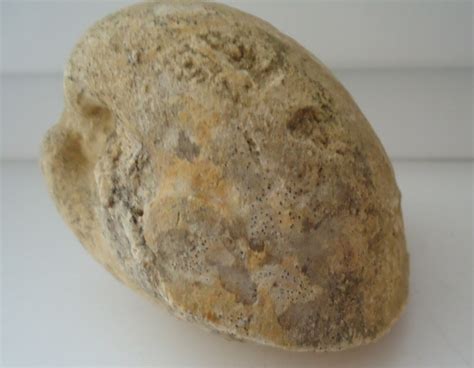 Fossils & Antiques: Fossil Sea Shell Mussel