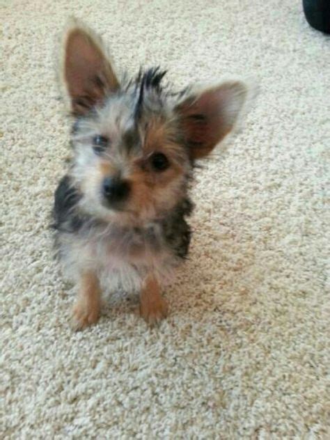 Louie, my Chorkie | Little Chorkies | Pinterest | Pets and Pup