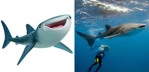 Meet the real animals behind 'Finding Dory' | MNN - Mother Nature Network