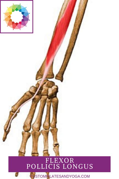 flexor pollicis longus muscle | Muscles in your body, Muscle, Hand therapy