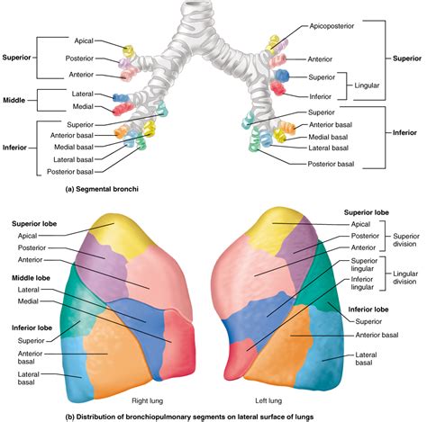 Functional Anatomy of the Respiratory System | Anatomia y fisiologia, Fisiología, Anatomía