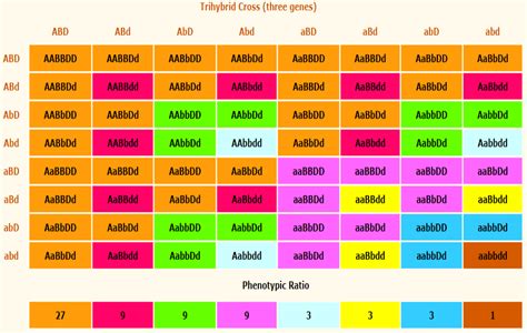 11. how to take trihybrid cross?