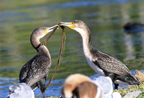 Wildlife Den – South African Wildlife Photography » White-Breasted Cormorant Overture To Love