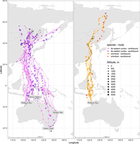 Migratory routes of far eastern curlew (purple) and whimbrel (brown ...