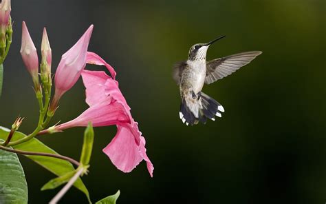 Hummingbird flying, pink flowers wallpaper | animals | Wallpaper Better