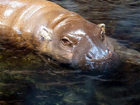 This Pygmy Hippo was peacefully floating along in the water in its ...