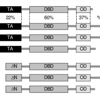 The p63 gene contains 15 exons and encodes at least six protein ...