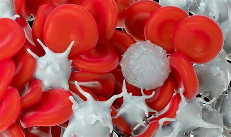 Fungsi Sel Darah Merah | RuangBiologi.Co.Id