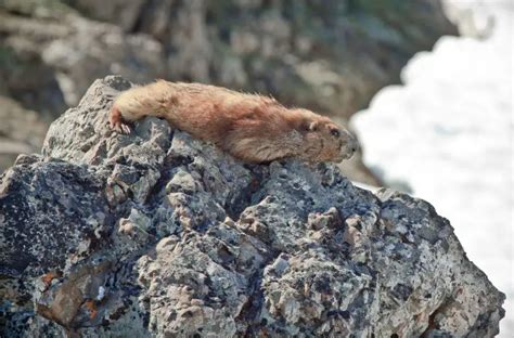 Olympic Marmot - Facts, Diet, Habitat & Pictures on Animalia.bio