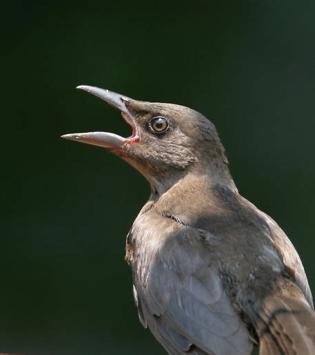 Bill Hubick Photography - Common Grackle (Quiscalus quiscula) - Purple ...