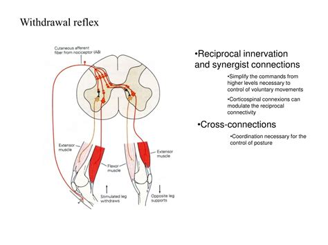 PPT - The basic reflex arc and spinal cord circuitry PowerPoint ...