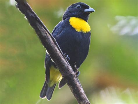 Golden-chested Tanager - eBird