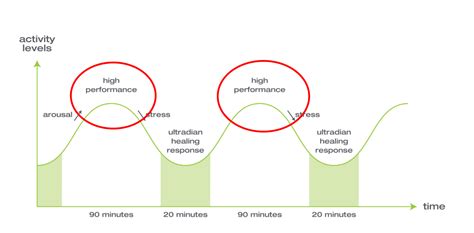 Ultradian Rhythms: How to Achieve Peak Productivity - KosmoTime