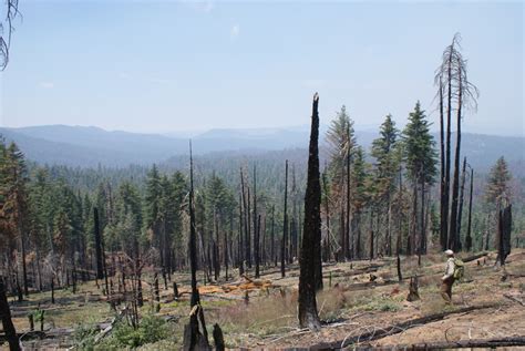 Yosemite forest fire example of possible things to come